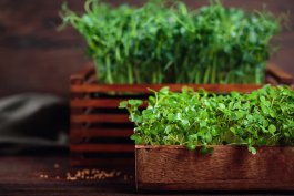 Microgreens
