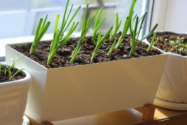 Green Onions