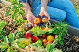 Exploring American Vegetable Gardening Resources