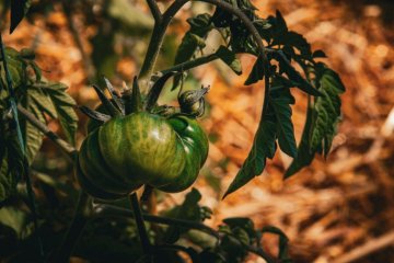 The Seed Catalog Time Machine