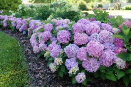 Meet the High-Performing Hydrangeas That Will Change How You Garden
