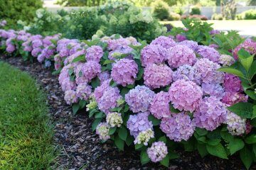 Meet the High-Performing Hydrangeas That Will Change How You Garden