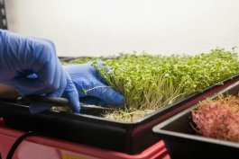 The January Microgreen Revolution