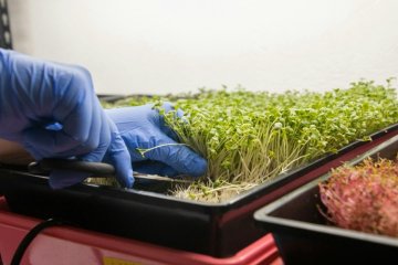 The January Microgreen Revolution
