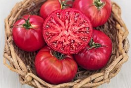 Best Tomato Seeds of 2026