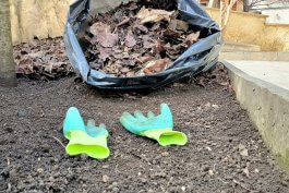 A Full-Year Tomato Growing Roadmap A Full-Year Tomato Growing Roadmap