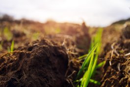 A Gardener’s Promise