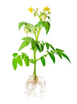 blossoming young seedling of fresh green tomatoes fruit with exposed roots is isolated on white background, close up
