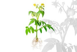 Anatomy of a Tomato Plant