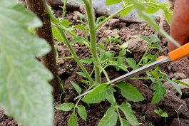 Boosting Yield Without Sacrificing Flavor Boosting Yield Without Sacrificing Flavor