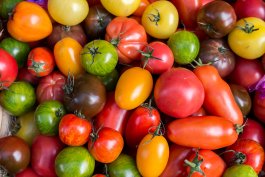 Choosing the Right Tomato for the Right Job