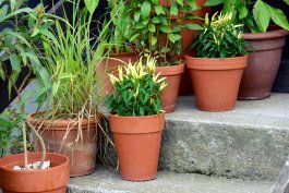 Containers: Small Spaces, Big Potential