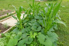 Crop Rotation and Soil Balance