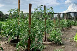 Determinate vs. Indeterminate