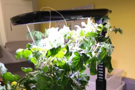 Growing Tomatoes Hydroponically