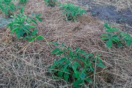 Growing Tomatoes In-Ground
