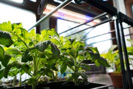 Growing Tomatoes Indoors with Soil and Grow Lights