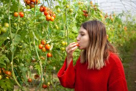 Growing Tomatoes for Flavor Growing Tomatoes for Flavor