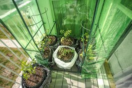 Growing Tomatoes in Greenhouses