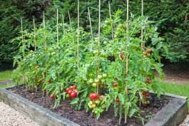 Growing Tomatoes in Containers