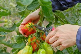 Harvesting Tomatoes at the Perfect Moment Harvesting Tomatoes at the Perfect Moment
