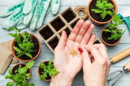 Seeds, Seedlings, and Starts