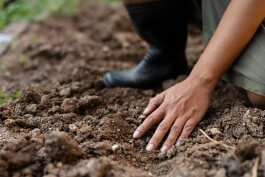 Healthy Soil for a Bountiful Harvest