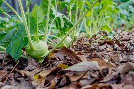 Soil Care in Moderate Climates (Zones 6–8)