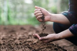 Soil Health and Tomato Nutrition