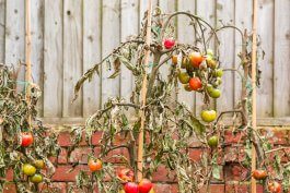 Tomato Diseases and Disorders