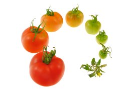 Tomato Wisdom A to Z Tomato Wisdom A to Z