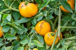 Troubleshooting Tomatoes with Confidence Troubleshooting Tomatoes with Confidence