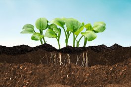 What Is Soil, Really?