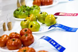 Why Tomatoes Deserve Their Own A–Z