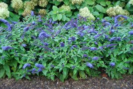 Beautiful, Low-Water Use Plants for Your Garden