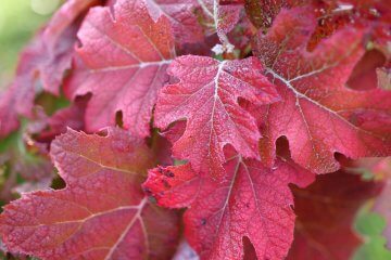 6 New Flowering Shrubs to Look for this Spring