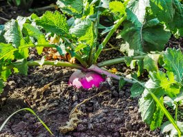Weed-Free Food Gardens